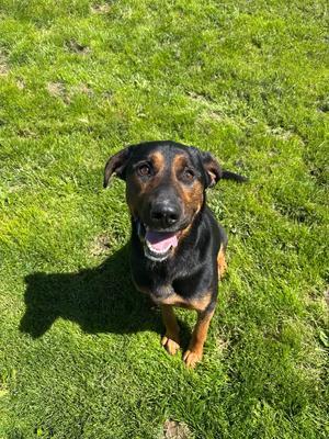 Jasper, German Shepherd/Labrador Retriever, adult, available for adoption