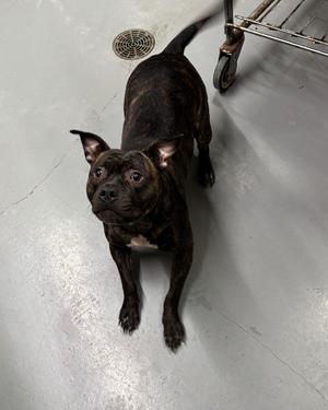Forest, Pit Bull Terrier, adult, available for adoption