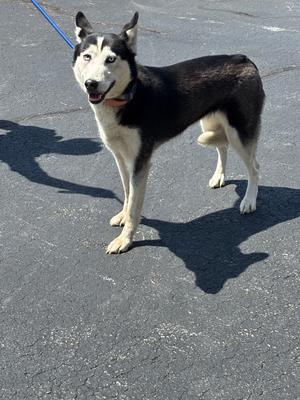 Everest, Siberian Husky, adult, available for adoption