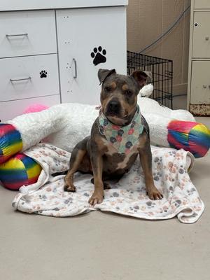 Azalea, Mix - Unspecified, adult, available for adoption