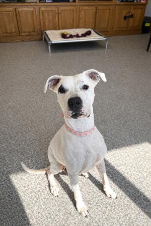 A white pitbull mix dog with black markings on its face sits on a carpeted floor.