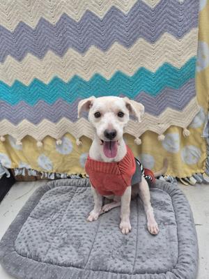 A small white dog wearing a red sweater sits on a gray cushion in front of a colorful zigzag patterned blanket.