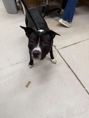 Axel, Pit Bull Terrier/Mix - Unspecified, adult, available for adoption
