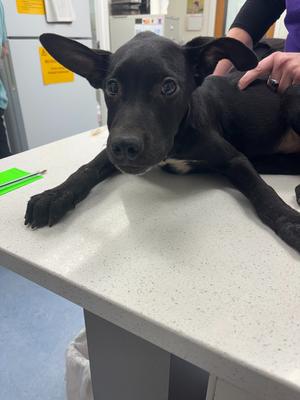 Athos, Mix - Unspecified, puppy, available for adoption