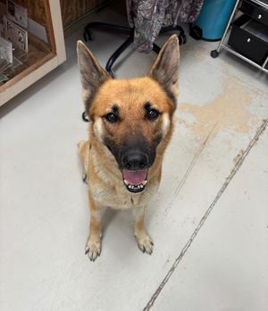 Ruby, German Shepherd, adult, available for adoption