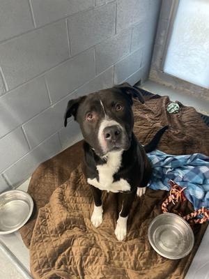 Buck, Mix - Unspecified, adult, available for adoption