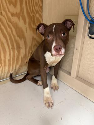 Ren, Pit Bull Terrier, adult, available for adoption