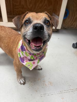 Mindy, Mix - Unspecified, adult, available for adoption