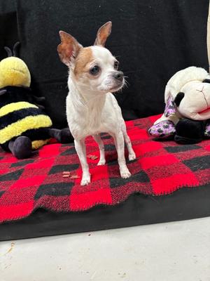 Bella, Chihuahua, senior, available for adoption