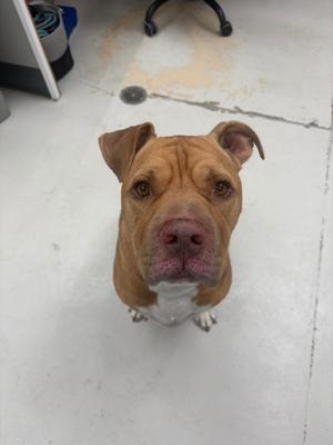 Teddy Bear, Mastiff/Mix - Unspecified, adult, available for adoption