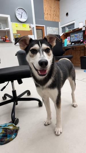 Emmett, Husky, adult, available for adoption
