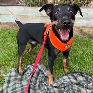Glen 22909, Pinscher, Miniature, senior, available for adoption