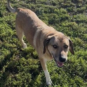 Ellie, Shepherd, Anatolian, adult, available for adoption