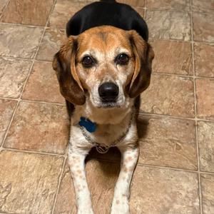Chase 22732, Beagle, senior, available for adoption