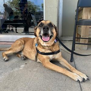 Daphne 22096, Shepherd, senior, available for adoption