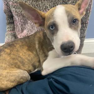 Draco 22824, Greyhound, puppy, available for adoption