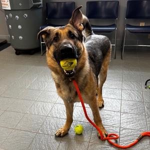 Fritz Von Woofen 22587, Shepherd, German, available for adoption