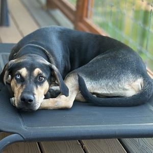 A black and tan dog lying on a black dog bed on a wooden deck.