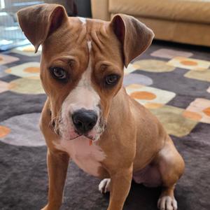 Bellissimo 22882, Terrier, American Staffordshire, available for adoption