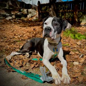 Gallagher 22508, Bulldog, American, senior, available for adoption