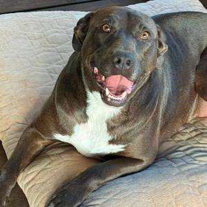 Hensley 22895, Retriever, Labrador, adult, available for adoption