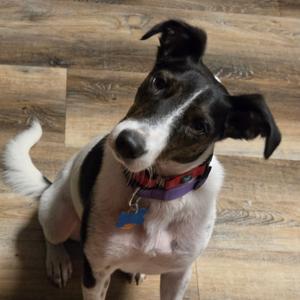 Everett 22889, Feist, adult, available for adoption