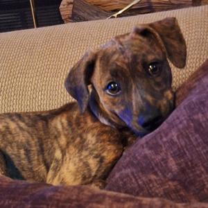 A brindle-colored dog with floppy ears lying on a couch, looking directly at the camera.