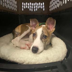 Celeste 22822, Greyhound, puppy, available for adoption