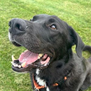 Dwight 22572 Foster Needed, Collie, Border, adult, available for adoption