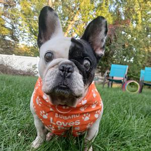 Gnocchi 22772, Bulldog, French, senior, available for adoption