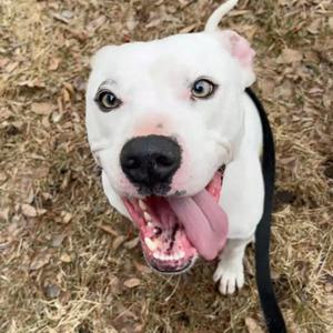 Fen 22589, Bulldog, American, adult, available for adoption