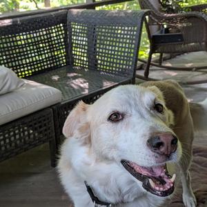 Finn 22211, Shepherd, Australian, senior, available for adoption