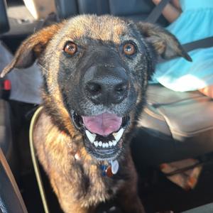 Bonsai 22753, Shepherd, Dutch, available for adoption