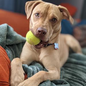 Beatrice 21303, Terrier, American Staffordshire, adult, available for adoption