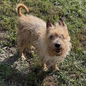 A small, shaggy dog with a light brown coat and a curled tail standing on grass.