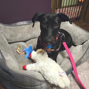 Beauty 21223, Dachshund, adult, available for adoption