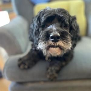 A black and gray dog with curly fur is sitting on a gray couch. The dog has a fluffy beard and is looking directly at the camera. The background includes a yellow cushion and a blurred interior setting.