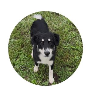 Annabelle, Collie, Border, available for adoption
