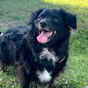 Archie, Mixed Breed (Small), adult, available for adoption