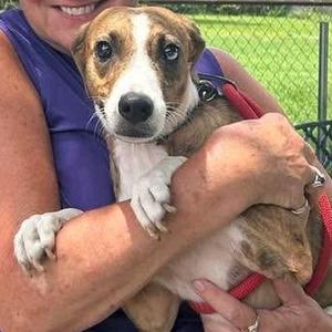 Jelly, Mixed Breed (Medium), adult, available for adoption