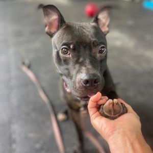 A black dog with perked ears is sitting on a concrete floor, looking at a person's hand that is holding its paw. The dog has a red ball in the background.