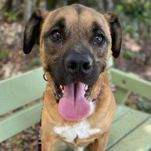 Apollo, Cattle Dog, senior, available for adoption