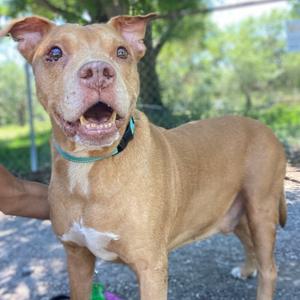 A tan pit bull mix dog with its mouth open and tongue slightly visible, standing outdoors.