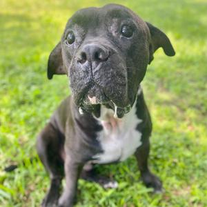 Donnie, Bulldog, American, adult, available for adoption