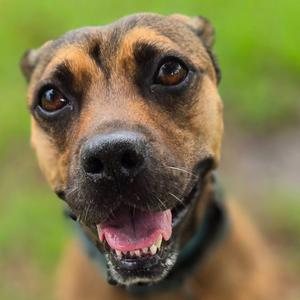 Brandy, Boxer, adult, available for adoption