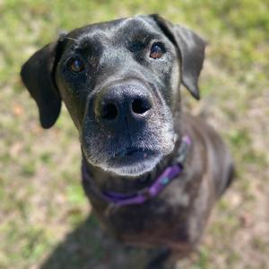 Hopper, Retriever, Black Labrador, adult, available for adoption