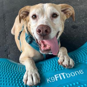 Bernie, Retriever, Yellow Labrador, senior, available for adoption