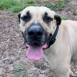 Cal, Mastiff, adult, available for adoption