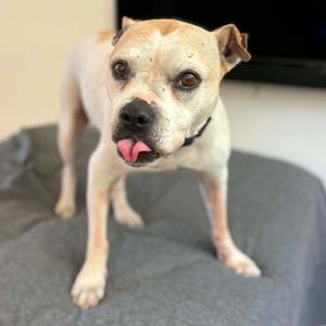 ChaCha Coconut, Terrier, Pit Bull, senior, available for adoption