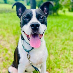 Drax, Mixed Breed (Medium), adult, available for adoption